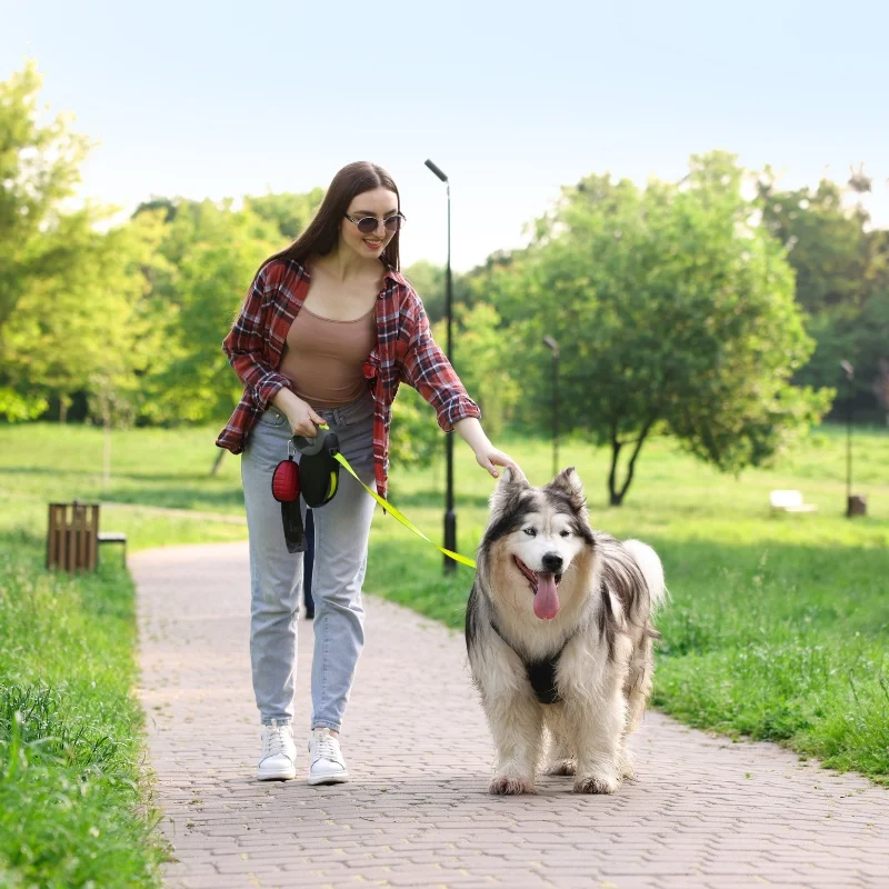Dog Walking
